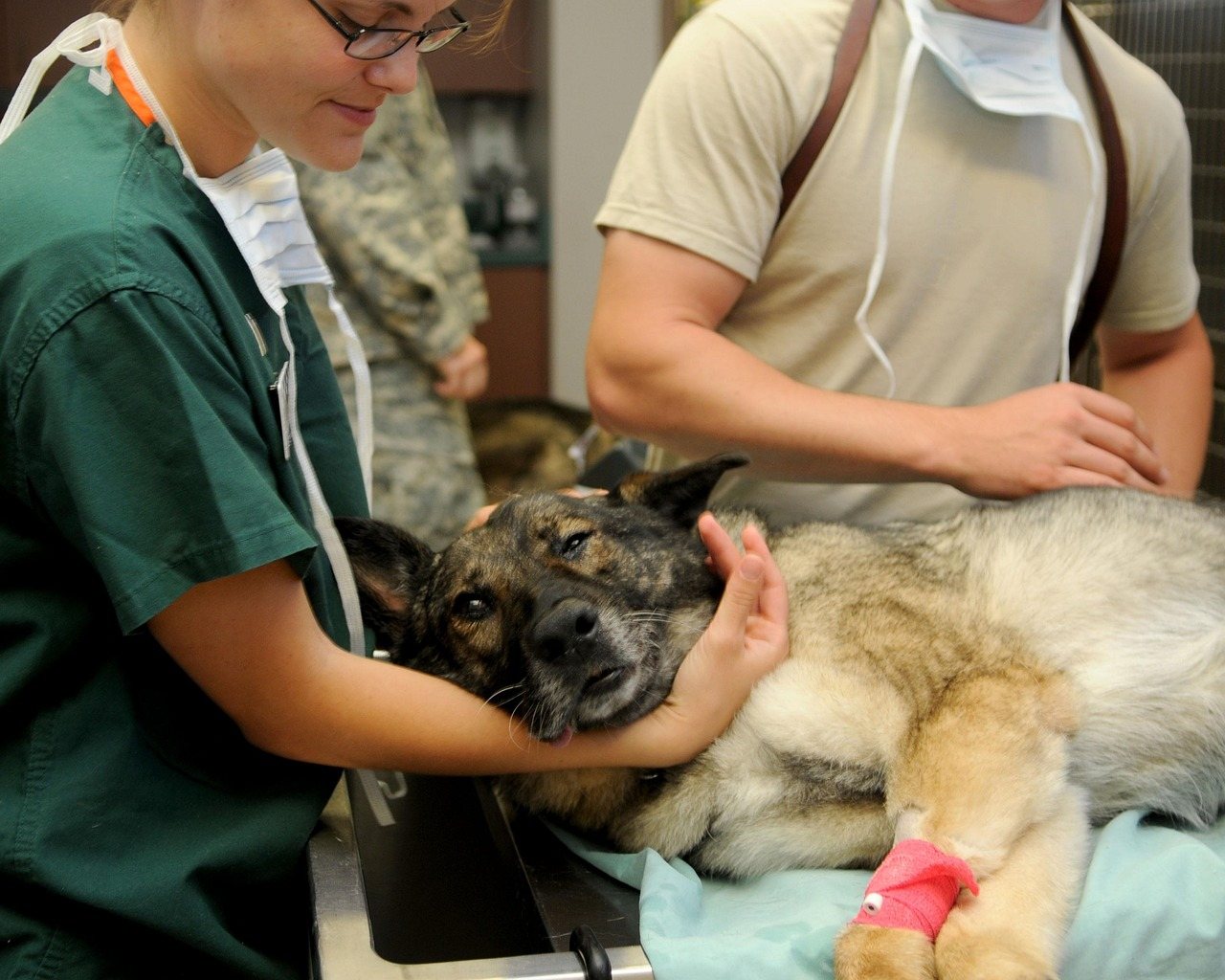 Dog Insurance: $62.44 to About $70 a Month. Why Yours Can Differ