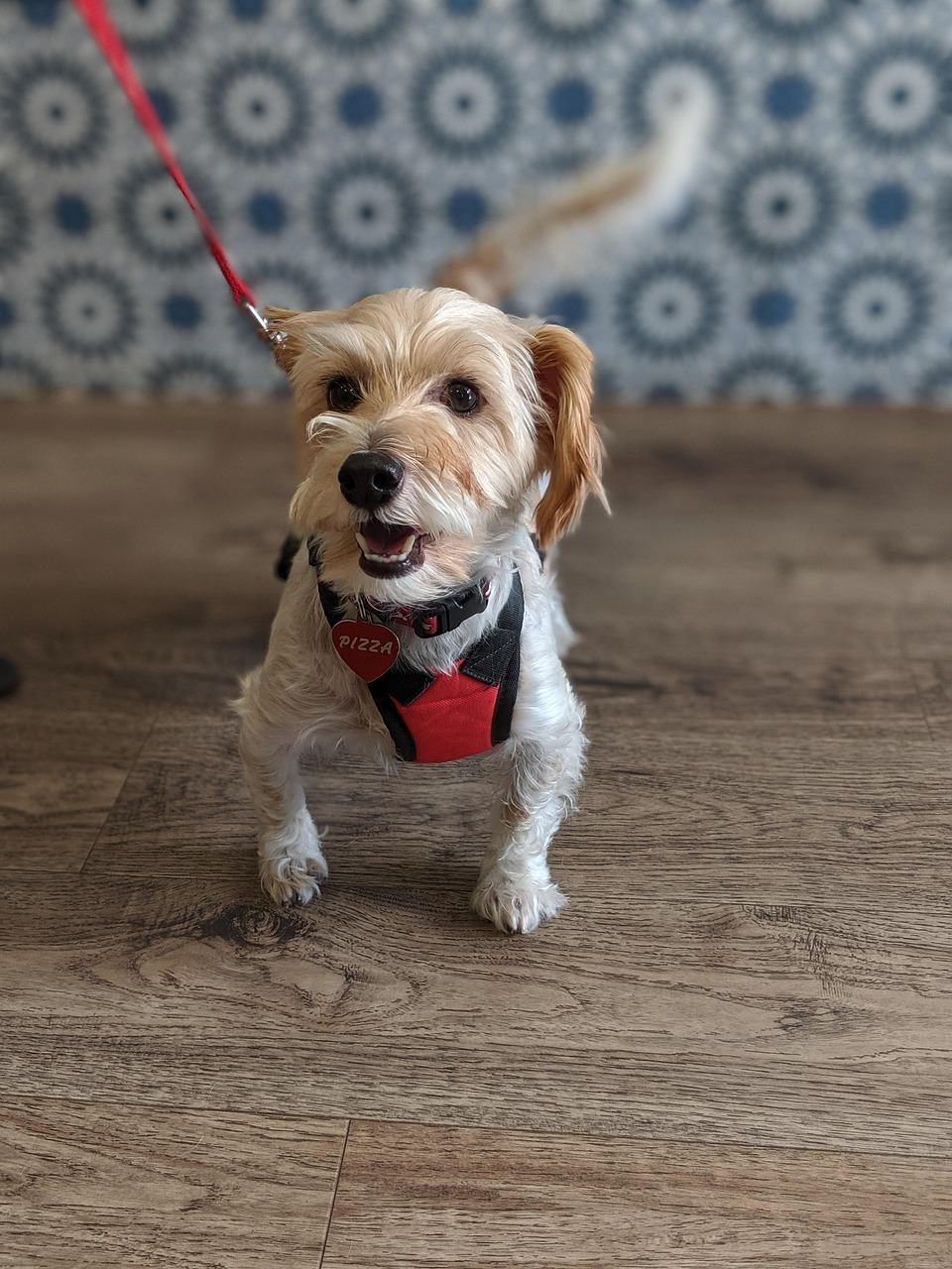 Is Pet Insurance Worth It for Your Dog? 6 Checks Before You Pay About $840 a Year